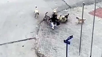 Köpeklerin saldırdığı liseliyi güvenlik görevlisi kurtardı