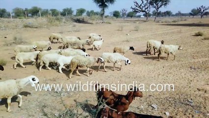 Raika men take their flock of sheep to graze in a fairly barren landscape