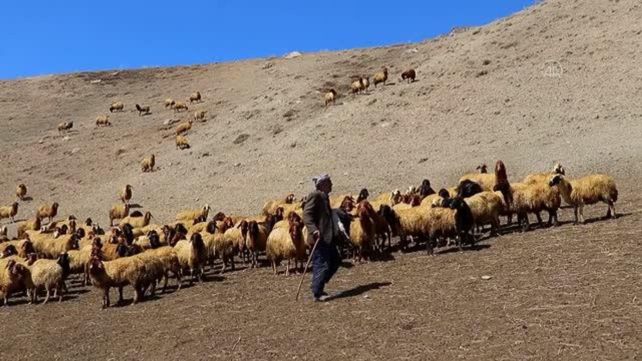 Yöreye has Norduz koyunlarının sayısı "saf ırk" kuzularla artırılıyor