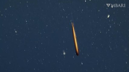 Torpido şekline sahip, nadir görülen Ejder Balığı görüntülendi