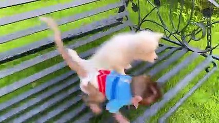 Baby monkey Bon Bon go to the toilet and playing with the puppy So cute (1)