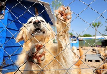 'İNTERNETTEN YASAKLI IRKLARIN SATIŞI ENGELLENMELİ'