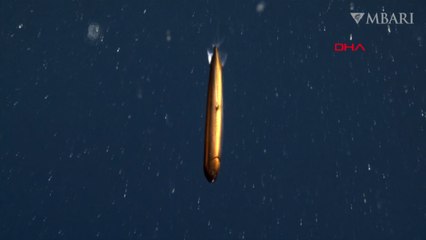 Torpido şekline sahip, nadir görülen Ejder Balığı görüntülendi