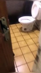 Animais resgatados de situação de maus-tratos
