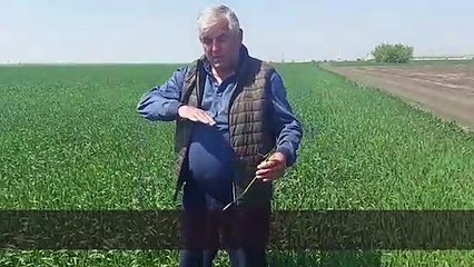 Ucraina, coltivatore: "Quest'anno il raccolto di grano sarà la metà, niente fertilizzanti e siccità"