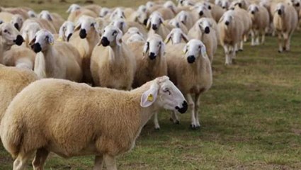 Elazığ'da arazisine giren sürüye müdahale eden muhtar, çoban tarafından öldürüldü