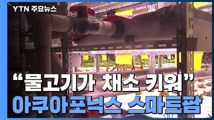 [新농비] "漁! 물고기가 채소를 키우네"...아쿠아포닉스 스마트팜 / YTN