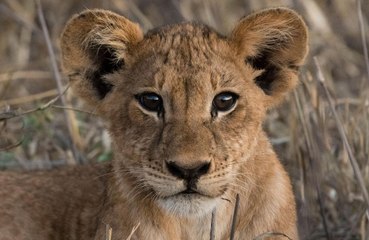 Lion shopping bag causes panic in Kenya