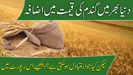 Dunya bhar mei Gandum ki qeemat mei izafa lekin kya jawaar mutbadil ho sakti hai? Daikhiye iss report mei