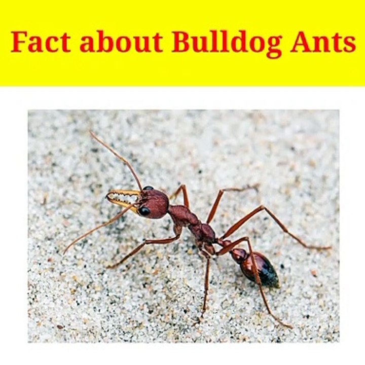 Fact about Bulldog Ants दूनिया के सबसे विशैला चिटी