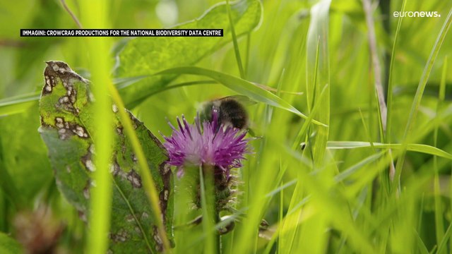 Un pasto e un tetto per gli impollinatori: salvare le api per salvare l’uomo