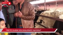 Hayvanlarını besleyemediği için kesime gönderen besici isyan etti: 3-5 gün sonra memlekette hayvan bulamayacağız