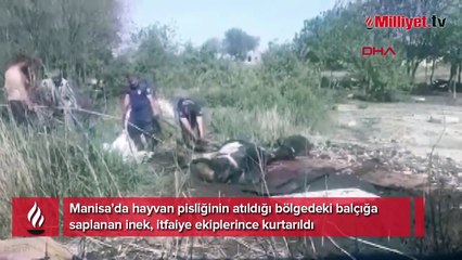 Balçığa saplanan ineği itfaiye kurtardı