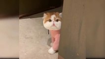 Baby Cats - Cute and Funny Cat Videos Compilation  Aww Animals