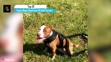 American Pitbull Terrier - Top 10 Facts