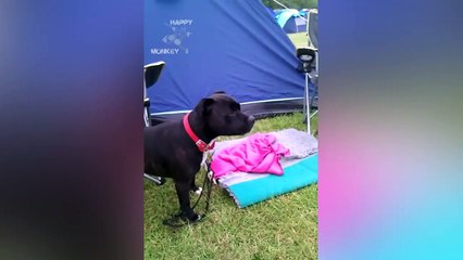 Funny American Pitbull Terrier Videos
