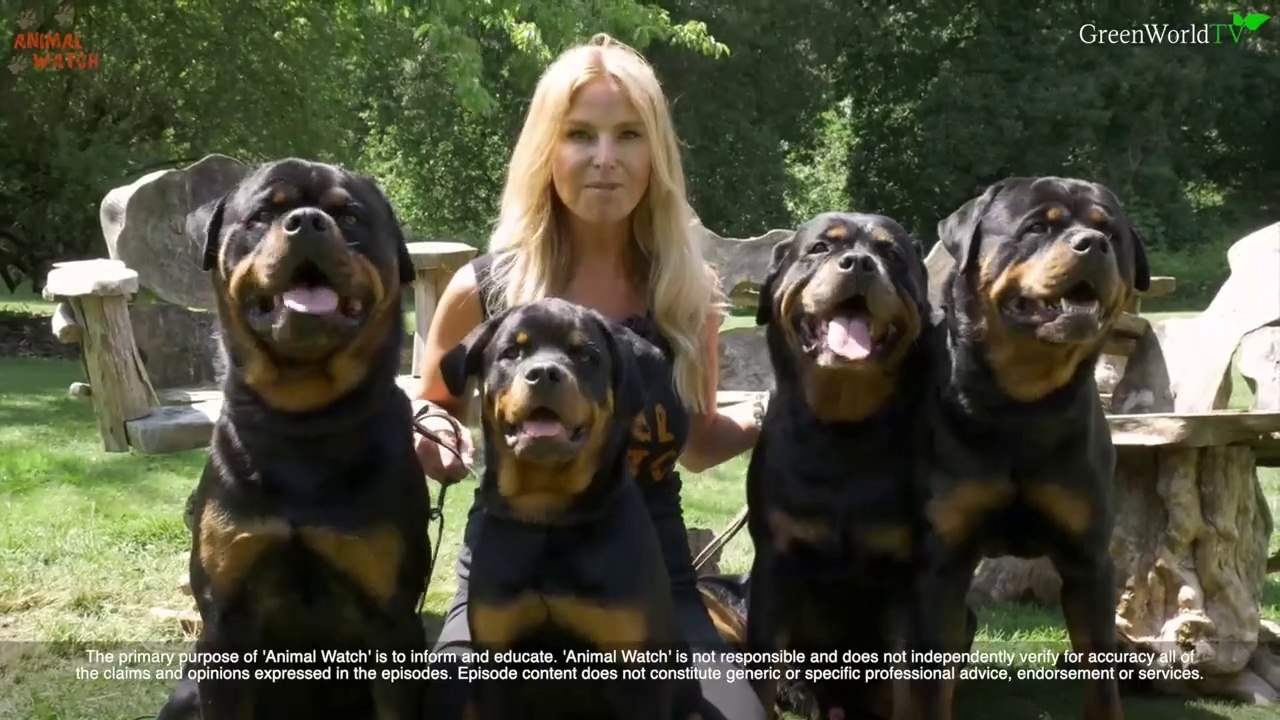 THE ROTTWEILER - FEROCIOUS GUARD DOG OR FAMILY PET_
