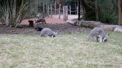 Funny Kangaroo, Animals,,,