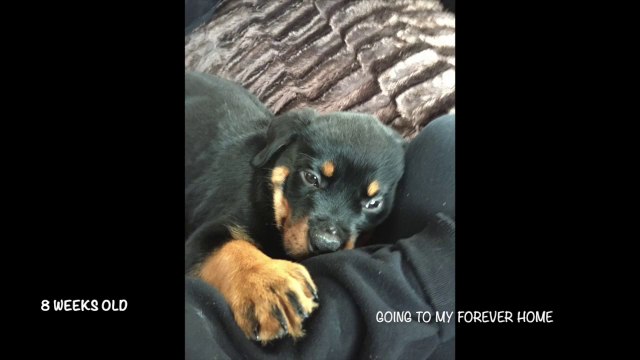 Rottweiler puppy growing up 8 weeks to 8 months