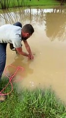 Man Saves Snapping Turtle Stuck in Pond's Overflow Pipe