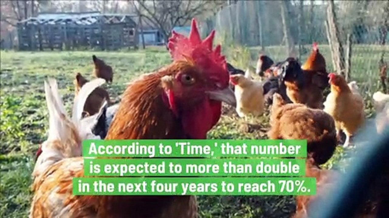 Egg Industry Will Make a Multibillion Dollar Transition To Cage-Free