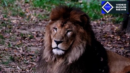 Ce que vous ne savez pas sur le lion, le roi de la jungle