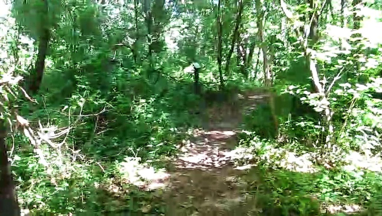 Swamp Trail Holly Recreation Area in Michigan