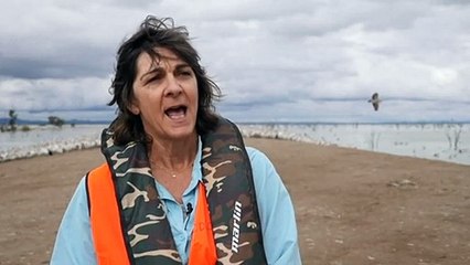 Thousands of pelicans descend on NSW inland lake to breed and feed