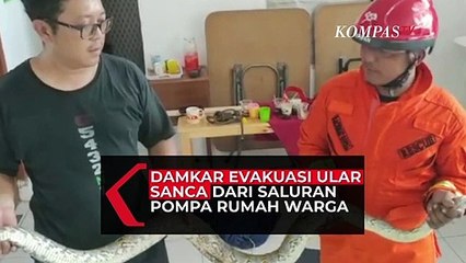 Detik-detik Evakuasi Ular Sanca dari Saluran Pompa Rumah Warga