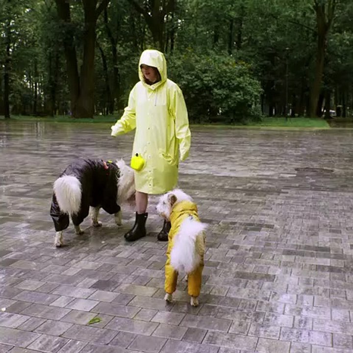 funny_dog_and_cat_videos-funny_dog_and_cat_videos_try_not_to_laugh-funny_dog_and_cat_videos_tiktok(480p)(17)