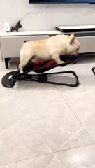 The Truth About lazy dog Will Shock You