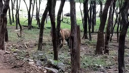 अब महाराष्ट्र की तर्ज पर दिया जाएगा बाघ हमले में मृतकों के परिजनों को मुआवजा