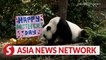 The Straits Times | Happy Mother's Day to Jia Jia, mum of first panda cub Le Le born in Singapore