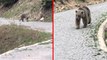 Trabzonlu şahıs yolda yavru ayı görünce ne yapacağını şaşırdı! Tepkileri izleyenleri gülümsetti