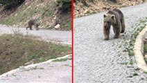 Trabzonlu şahıs yolda yavru ayı görünce ne yapacağını şaşırdı! Tepkileri izleyenleri gülümsetti