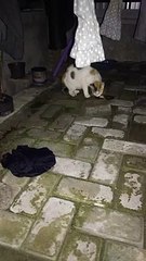 Kucing kelaparan makan ikan lele