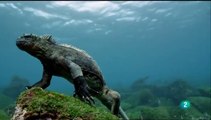 Galápagos con David Attenborough 2/3:  Adaptación - Documental
