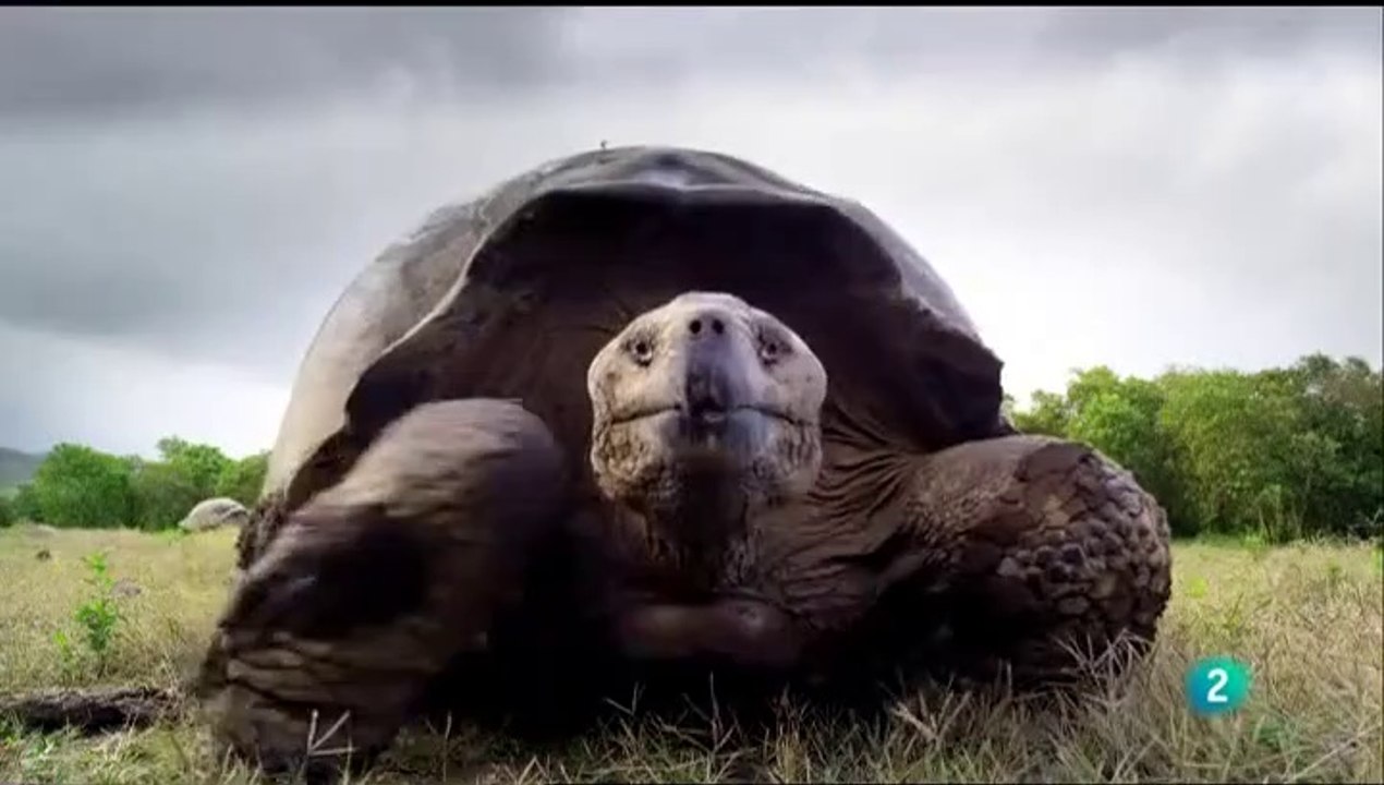Islas Galápagos con David Attenborough 3/3:  Evolución - Documental