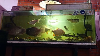 Aquascape ikan predator