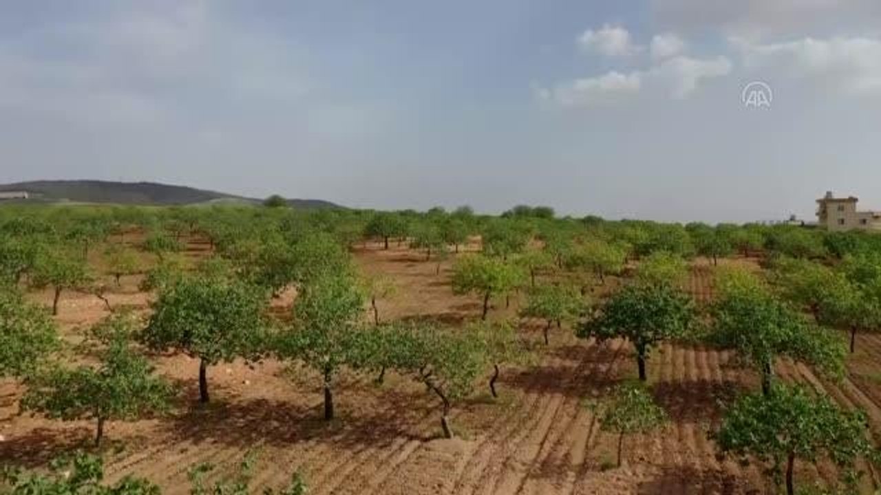 ŞANLIURFA - Antep fıstığında 200 bin ton rekolte bekleniyor