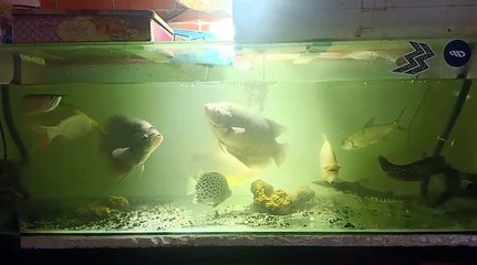 Aquascape ikan predator lagi makan ikan jumbo