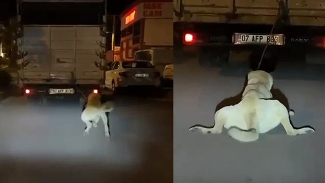 Köpeği kamyonun arkasına bağlayan vicdansız sürücü pes dedirtti