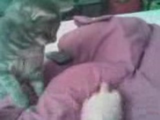 Un chat qui se prend pour un chien