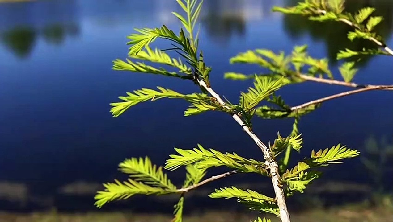 twig footage