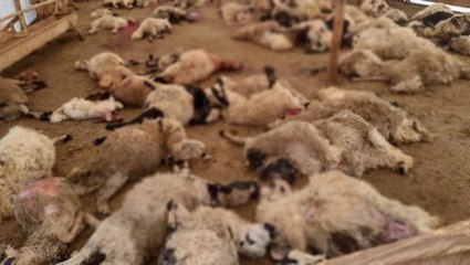 Gece saatlerine ağıla giren kurt sürüsü katliam yaptı! 200 hayvan telef oldu