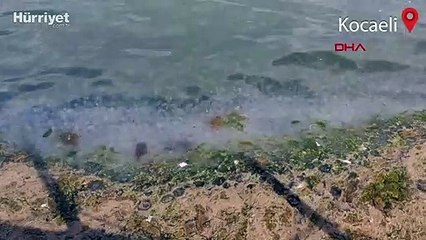 İzmit Körfezi'nde dikkat çeken görüntü! Binlercesi sahili kapladı