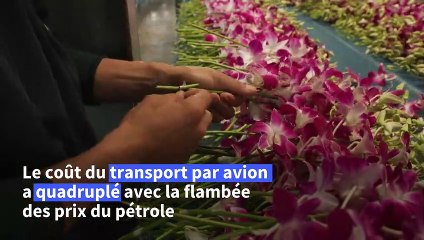 Ukraine, climat, pandémie: les orchidées de Thaïlande dans la tourmente