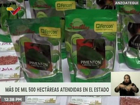 Conuqueros de Anzoátegui garantizan la siembra de mil 800 hectáreas de rubros agrícolas
