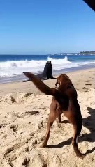 Ce chien a perdu son meilleur ami à cause d’une baleine !