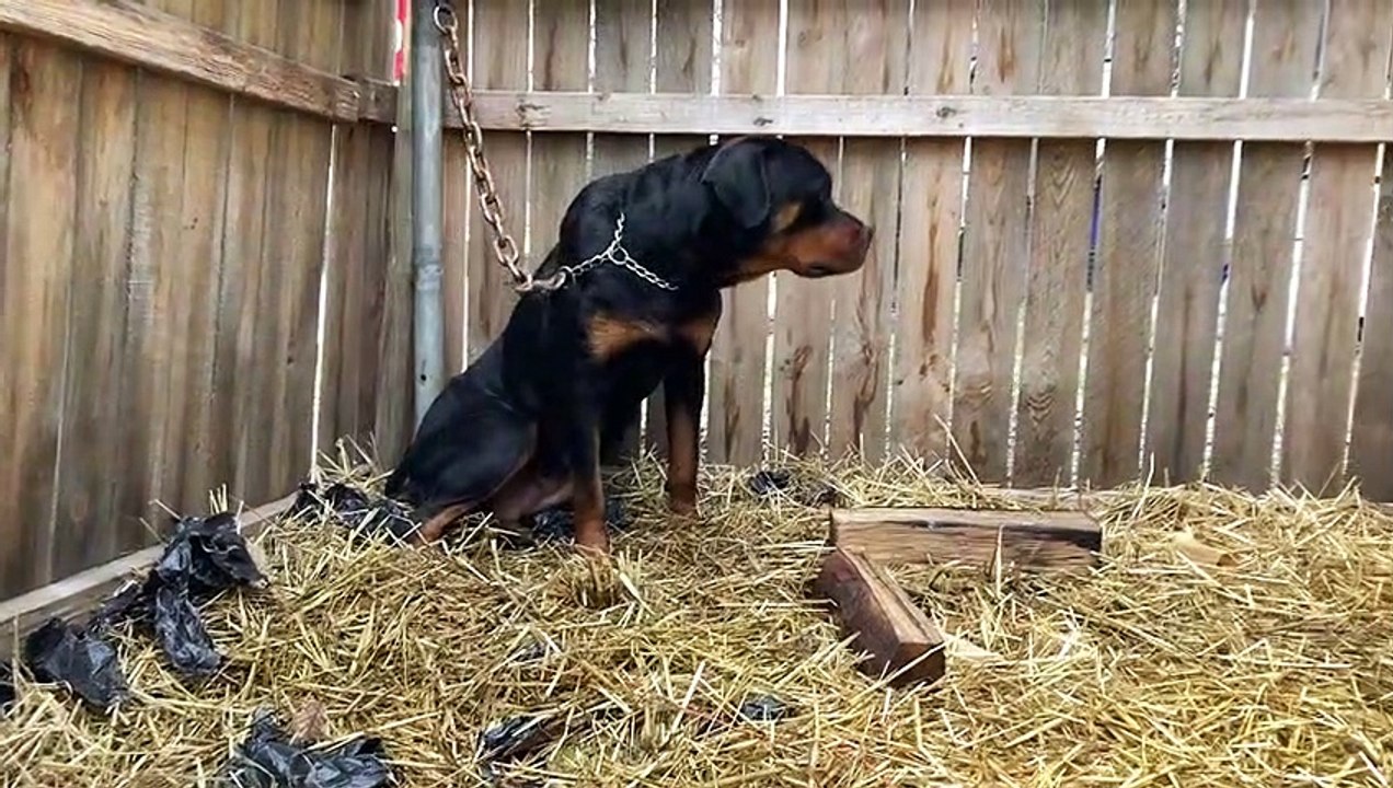 Rottweiler Sky had puppies 4 weeks ago